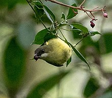 Mindanao White-eye.jpg