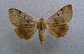 Minucia lunaris, "Brown underwing"