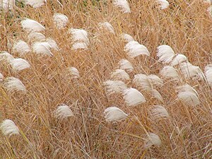 Miscanthus sacchariflorus2.JPG