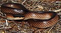 Mitchells Short-tailed Snake (Parasuta nigriceps) (8637605262).jpg