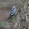 Black-and-white Warbler  (Mniotilta varia, cat. )