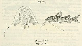 <i>Mochokus brevis</i> Species of fish