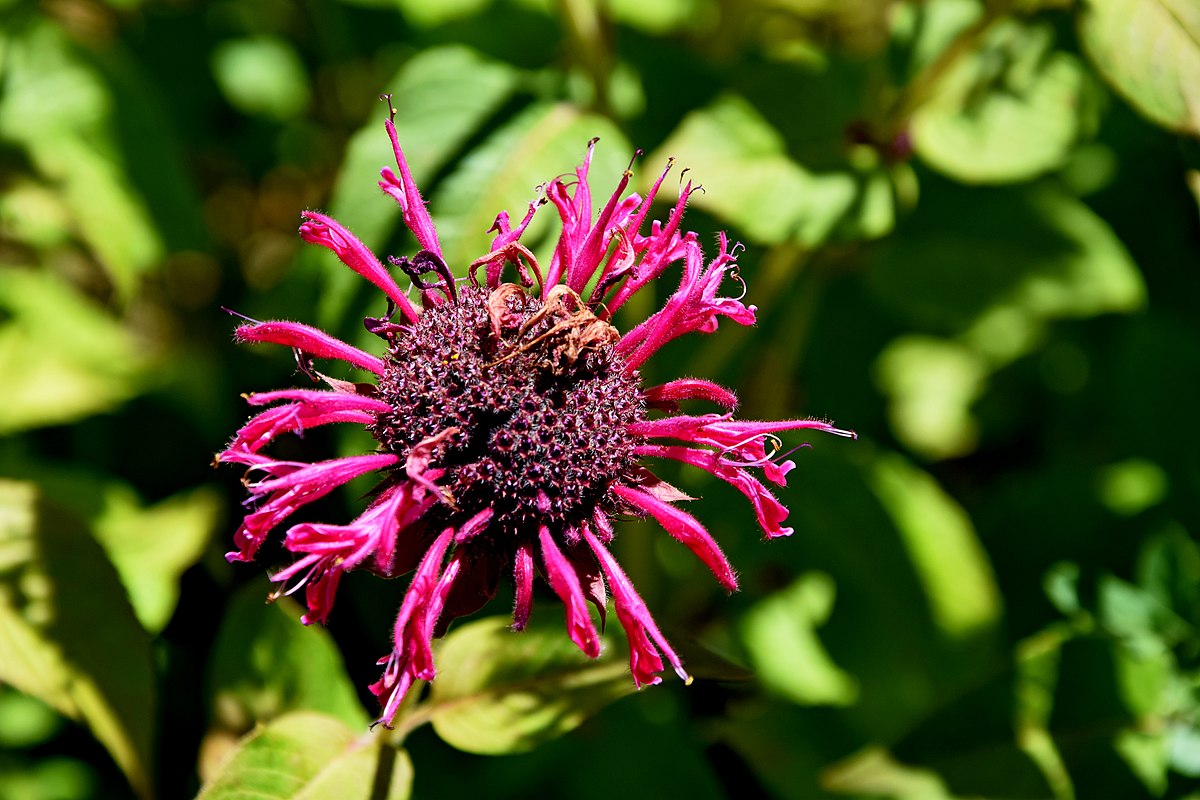 Монарда violacea