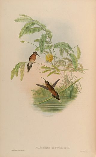 <span class="mw-page-title-main">Little hermit</span> Species of bird