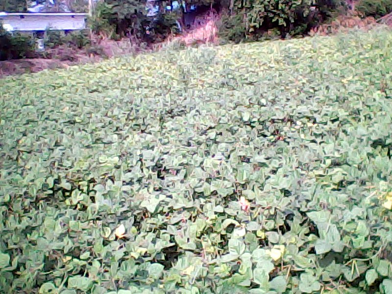 File:Moong plant - panoramio.jpg