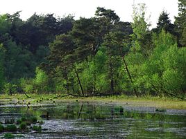 Moor in the forest near Bergerfurth