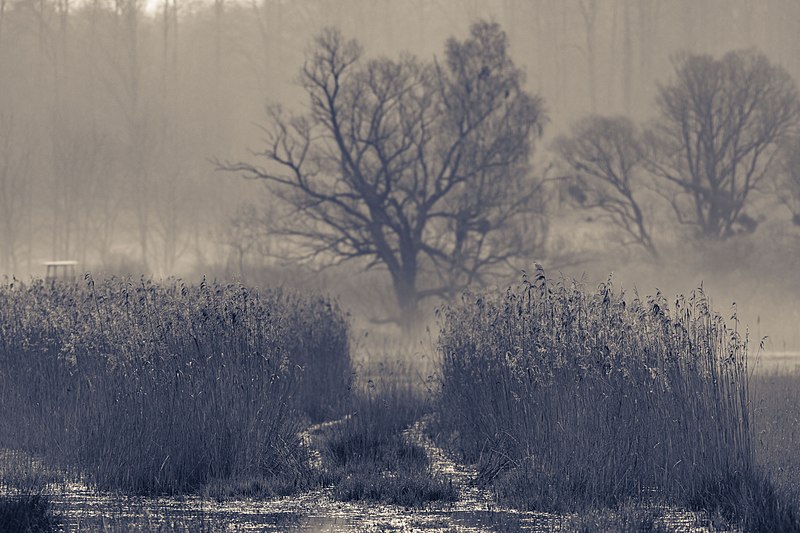 File:Morgenstimmung im Hepbacher Ried.jpg