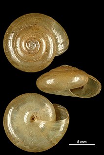 <i>Morlina glabra</i> Species of gastropod