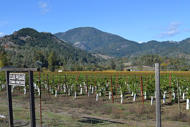 Young vineyard in the valley with Mount Saint Helena in the background