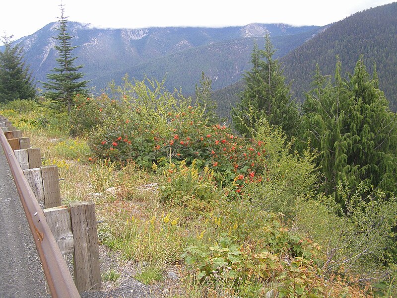 File:Mountain Ash along Chinook Pass (1456235461).jpg