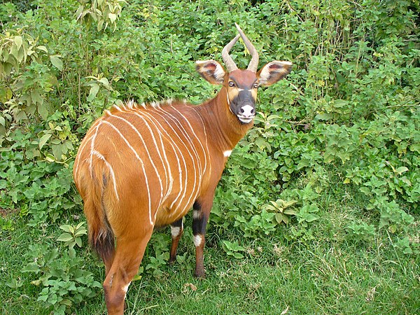 Image: Mountain bongo mount kenya