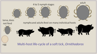 Lifecyle of Ornithodoros soft tick Multi-host-tick-lifecycle.png