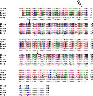 Clustal software for multiple sequence alignment