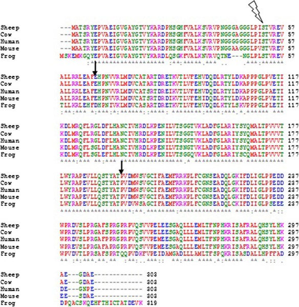 File:Multiple Sequence Alignment Using ClustalW.jpg