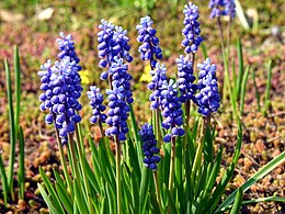 Smulkiažiedė žydrė (Muscari botryoides)