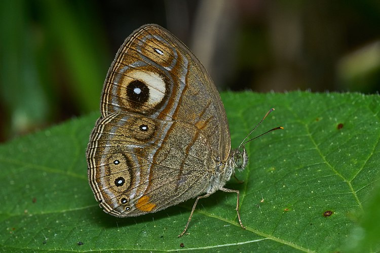 Бабочка Mycalesis junonia, эндемик Южной Индии