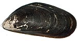 智利紫殼菜蛤（英语：Mytilus chilensis）(Chilean Mejillon)