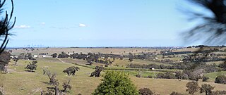 Eden Park Kangaroo Cull