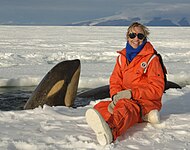 Ecóloga marina de la NOAA Lisa Ballance con un curioso ballenato de orca, posiblemente una especie nueva. Sur del mar de Ross, Antártida.