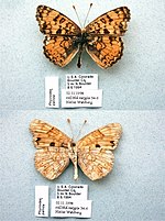 Thumbnail for Phyciodes pallida