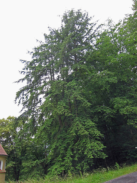 File:Nadelbaum Brückenau, 3.jpg