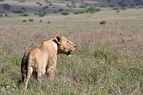 Nairobi National Park things to do in Kitengela