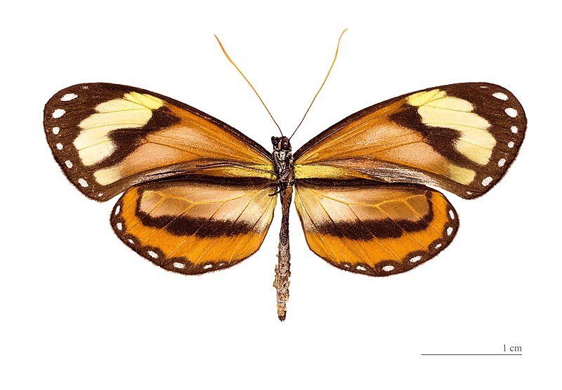 File:Napeogenes rhezia MHNT ventre.jpg