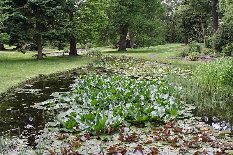 File:National Botanic Garden,Dublin,Ireland - panoramio (37).jpg