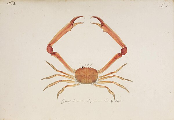 Illustration made for Siebold by Kawahara Keiga of the crab Carcinoplax longimana, 1820s