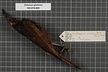 Центр биоразнообразия Naturalis - RMNH.AVES.134507 1 - Philemon inornatus subsp. - Meliphagidae - образец кожи птицы.jpeg