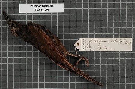 Naturalis Biodiversity Center - RMNH.AVES.134507 1 - Philemon inornatus subsp. - Meliphagidae - bird skin specimen.jpeg