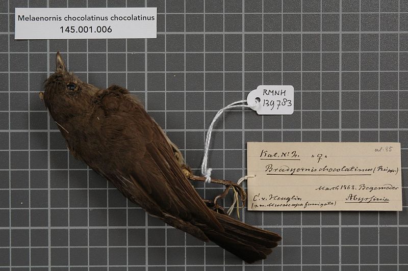 File:Naturalis Biodiversity Center - RMNH.AVES.139783 1 - Melaenornis chocolatinus chocolatinus (Ruppell, 1840) - Muscicapidae - bird skin specimen.jpeg