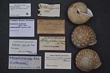 מרכז המגוון הביולוגי נטורליס - ZMA.MOLL.397892 - Solaropsis pellisserpentis (Chemnitz, 1795) - Pleurodontidae - Mollusc shell.jpeg