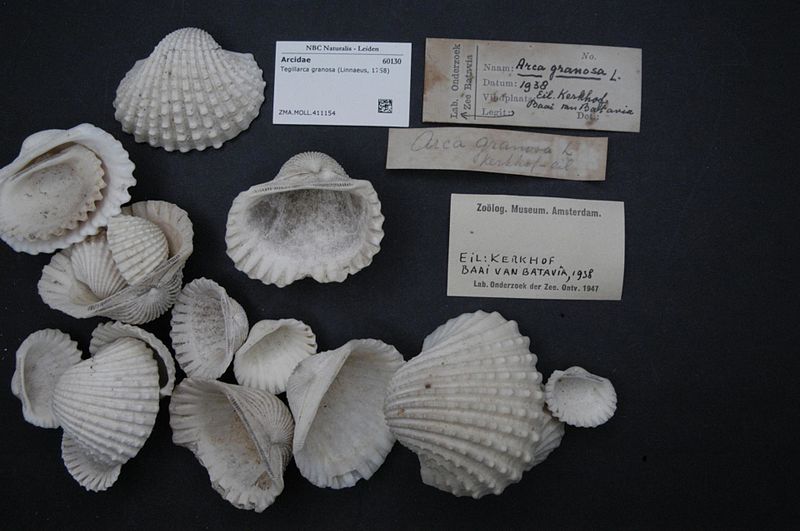 File:Naturalis Biodiversity Center - ZMA.MOLL.411154 - Tegillarca granosa (Linnaeus, 1758) - Arcidae - Mollusc shell.jpeg