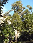 Bergahorn (Acer pseudoplatanus), Sommerlinde (Tilia platyphyllos), Platane (Platanus)