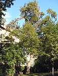 Sycamore maple (Acer pseudoplatanus), summer linden (Tilia platyphyllos), plane tree (Platanus)