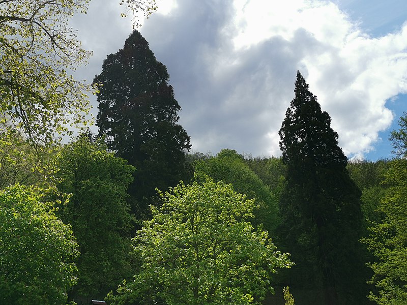 File:Naturdenkmal wellingtonie Christianental Wernigerode 2020-05-03 8.jpg