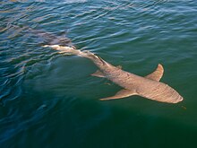 The sickle-shaped pectoral fins of the tawny nurse shark are one of its characteristic traits. Nebrius ferrugineus broome.jpg