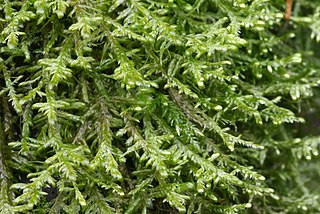 <i>Neckera complanata</i> Species of moss