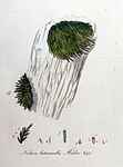 Neckera heteromalla - Flora Batava - Volume v9. jpg