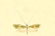 Nemophora dumerilella.JPG