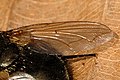 Neomyia cornicina, wing detail