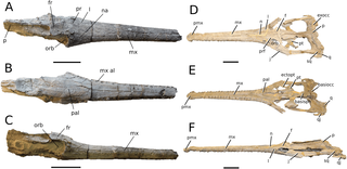 <i>Neosteneosaurus</i> Genus of reptiles (fossil)