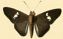 Neoxeniades cincia