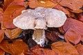   (Clitocybe nebularis) tussen (door ochtendmist nat geworden) afgevallen beukenblad.