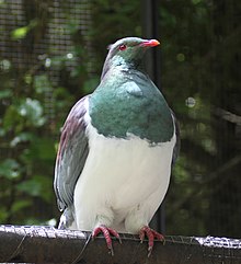 Porumbel din Noua Zeelandă (31678062485) .jpg