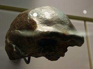 <span class="mw-page-title-main">Solo Man</span> Extinct subspecies of Homo erectus