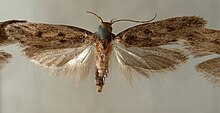 Niditinea.fuscella.mounted.jpg