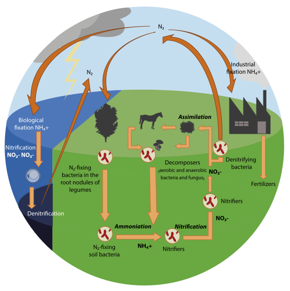 File:Nitrogen Cycle 1.svg