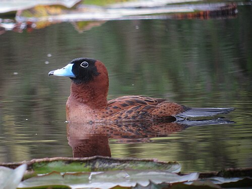 Nomonyx dominicus Pato enmascarado Masked Duck (10716980643).jpg